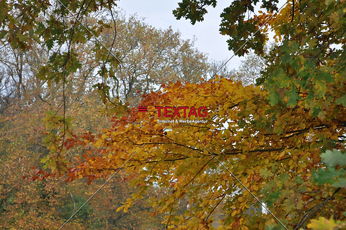 Herbstlaub - Blätter