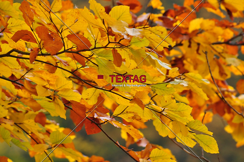 Bunter Herbstblätter