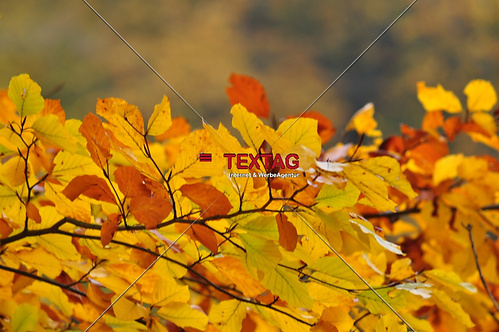 Blätter im Herbst