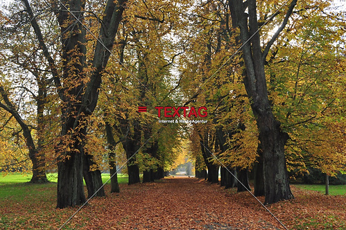 Allee im Schlosspark