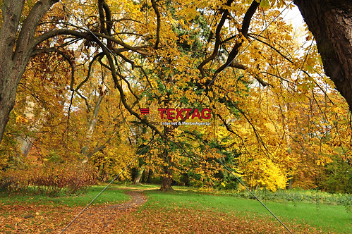 Goldener Herbst