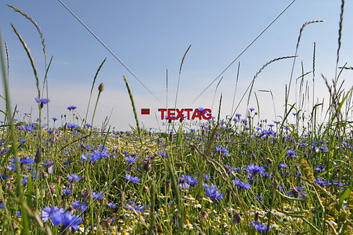 bunte Blumenwiese, Kornblumen