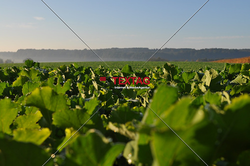 Kohlfeld