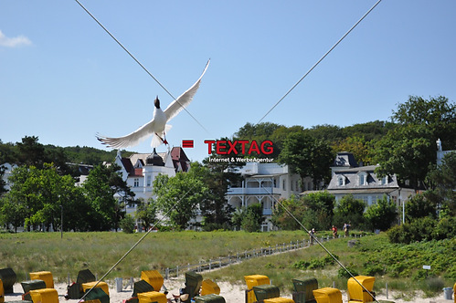 Möve in Binz