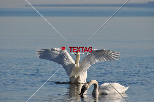 Schwan mit Flügelschlag