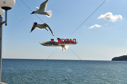 Möve im Flug
