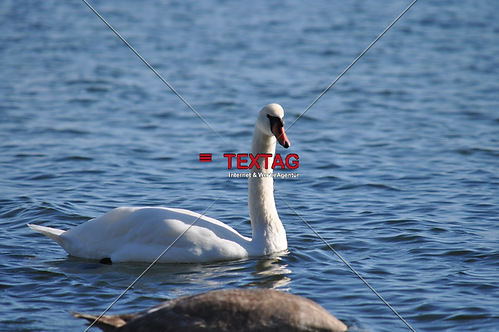 Schwan 