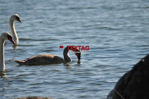 junger Schwan 