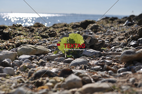 Strand am gelben Ufer
