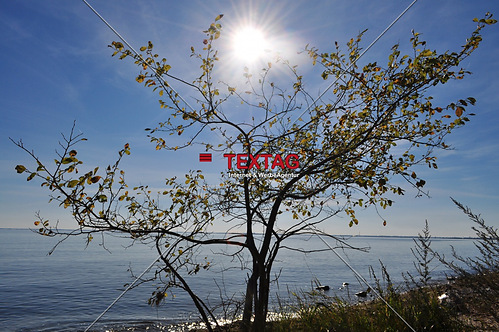 Baum am Ufer