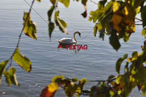Schwan Nahaufnahme
