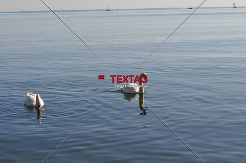 Schwan