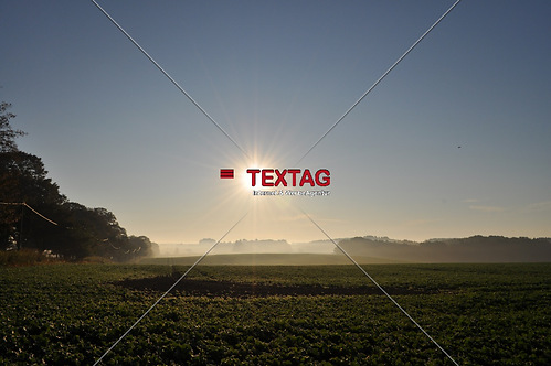 Sonnaufgang- Kohlfeld im Nebel