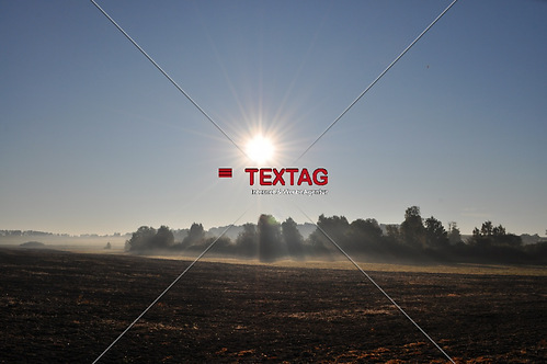 Baumgruppe im Nebel