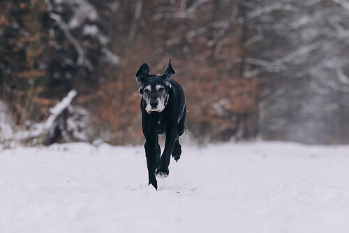 geblitztdings.de_WINTER_2026-7752