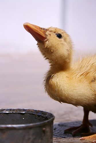 inzwischen sind meine Projektenten gross und stark und landen wohl bald im Backofen..