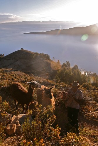 Bauer mit Lamas auf der Isla del Sol