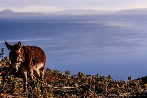 Esel auf der Isla del Sol