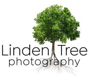 Linden Tree Photography