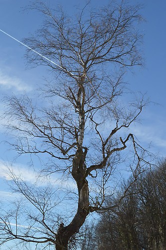 Nackter Baum