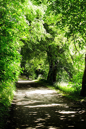 Allee