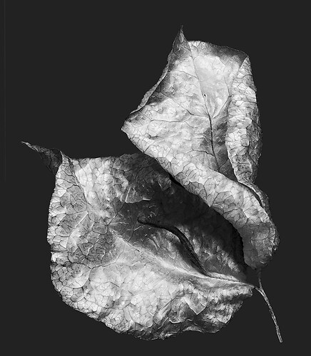 Zweite Schöpfung #107, 2022