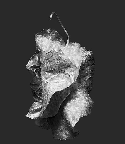 Zweite Schöpfung #74, 2023