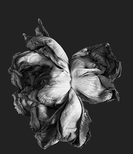 Zweite Schöpfung #158, 2024