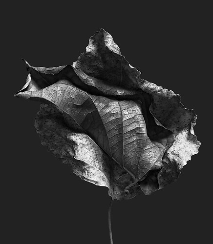 Zweite Schöpfung #21, 2022