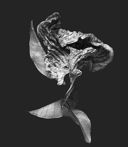 Zweite Schöpfung #172, 2025