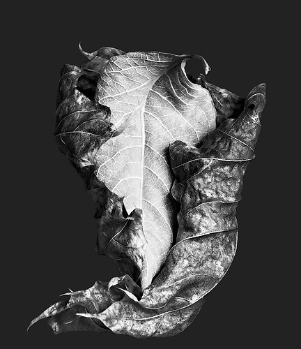 Zweite Schöpfung #21b, 2021