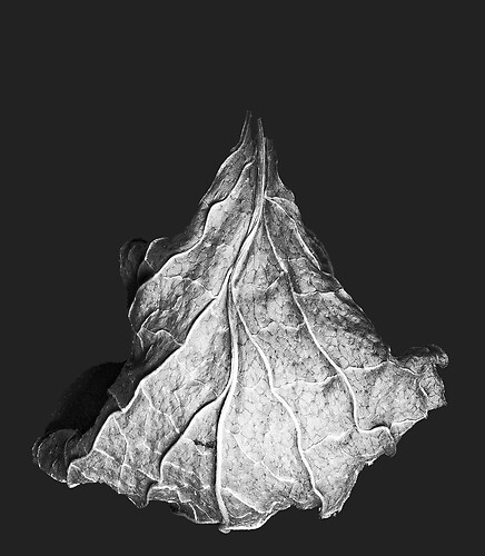 Zweite Schöpfung #105, 2022