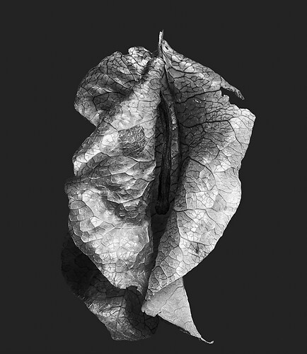 Zweite Schöpfung #144, 2023