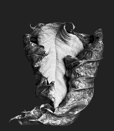 Zweite Schöpfung #23a, 2021