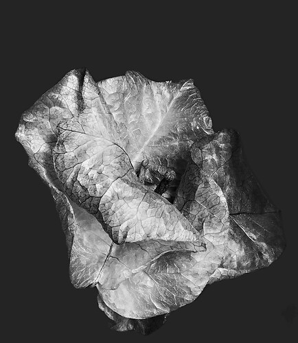 Zweite Schöpfung #1, 2023