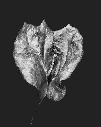 Zweite Schöpfung #159a, 2024