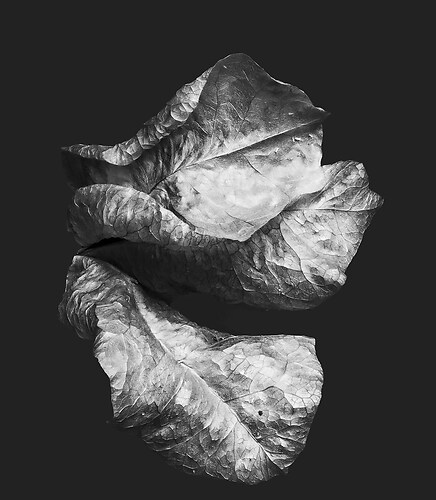 Zweite Schöpfung #95, 2022