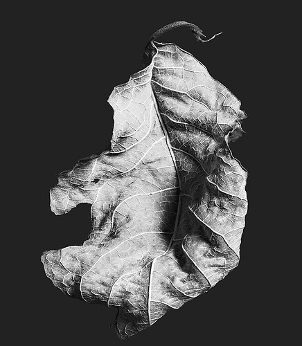 Zweite Schöpfung #120 2022