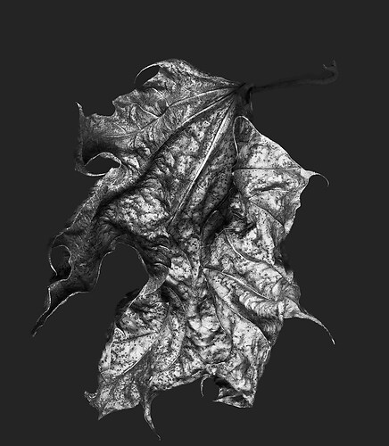 Zweite Schöpfung #57, 2022