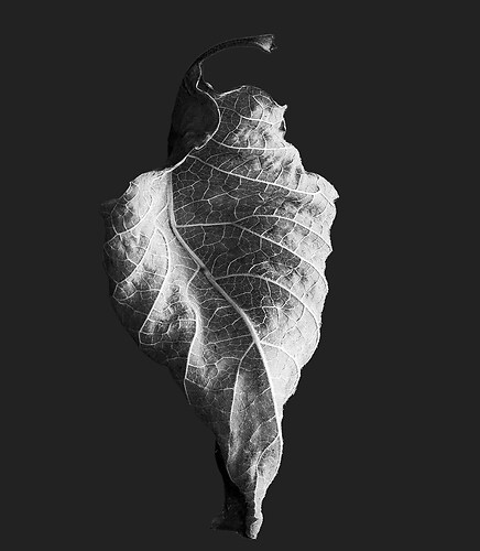 Zweite Schöpfung #197, 2025