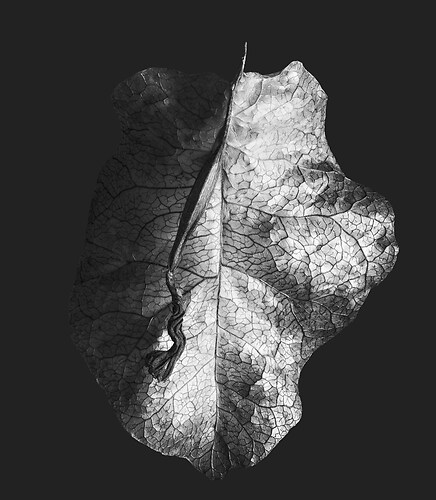 Zweite Schöpfung #82, 2022