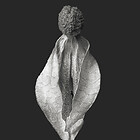 Serie "Zweite Schöpfung" Galerie 1