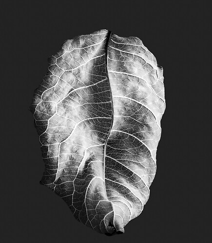 Zweite Schöpfung #36, 2013