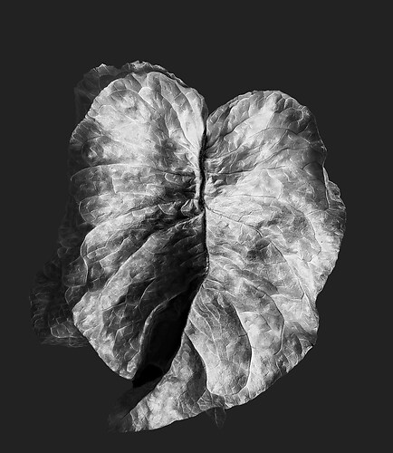 Zweite Schöpfung #169, 2024