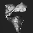 Serie "Zweite Schöpfung" Galerie 3