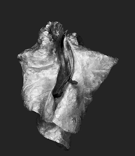 Zweite Schöpfung #28, 2022