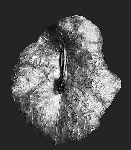 Zweite Schöpfung #3, 2022