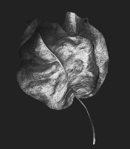 Zweite Schöpfung #119, 2020