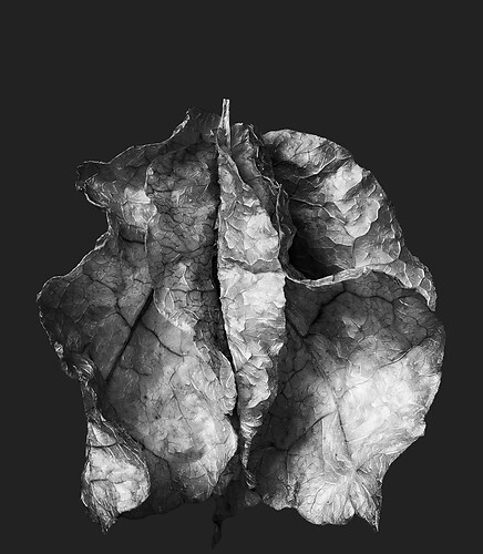 Zweite Schöpfung #44b, 2022