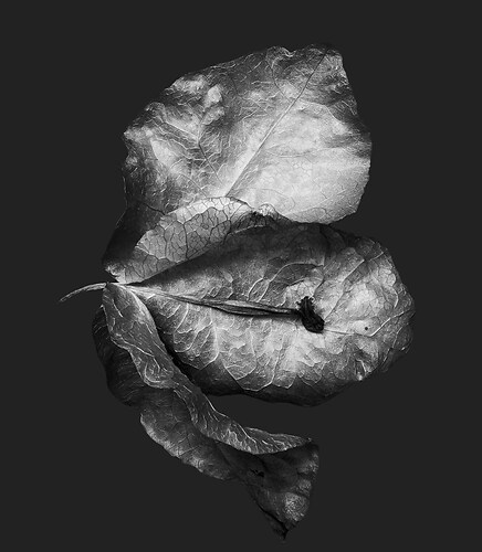 Zweite Schöpfung #118, 2022